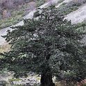 Taxus baccata